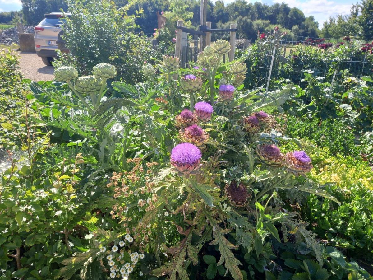 Het Meikenshof Bed & Breakfast Denterghem